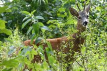 Skarga do Komisji Europejskiej
