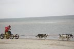 Wyścigi psich zaprzęgów na plaży w Heringsdorfie