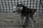 Wyścigi psich zaprzęgów na plaży w Heringsdorfie