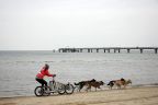 Wyścigi psich zaprzęgów na plaży w Heringsdorfie