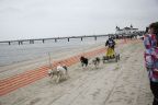 Wyścigi psich zaprzęgów na plaży w Heringsdorfie