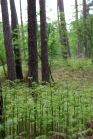 Rozwijający się las paproci